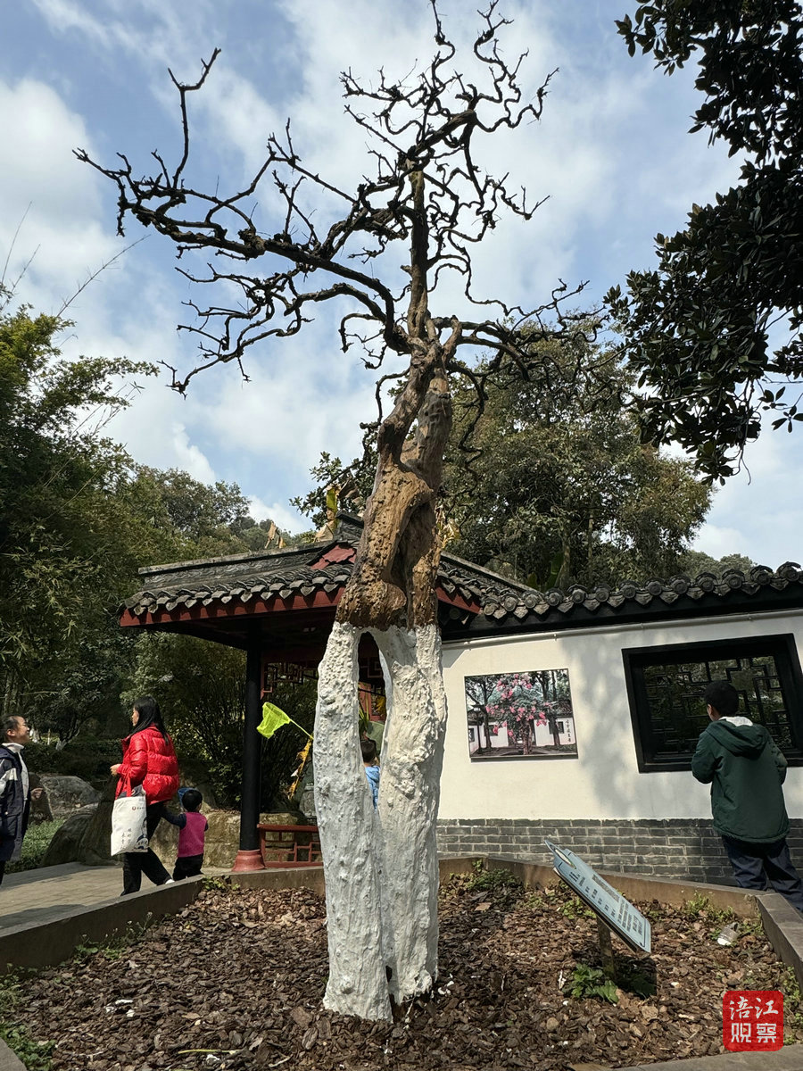 西山公園紫薇2_1.jpg