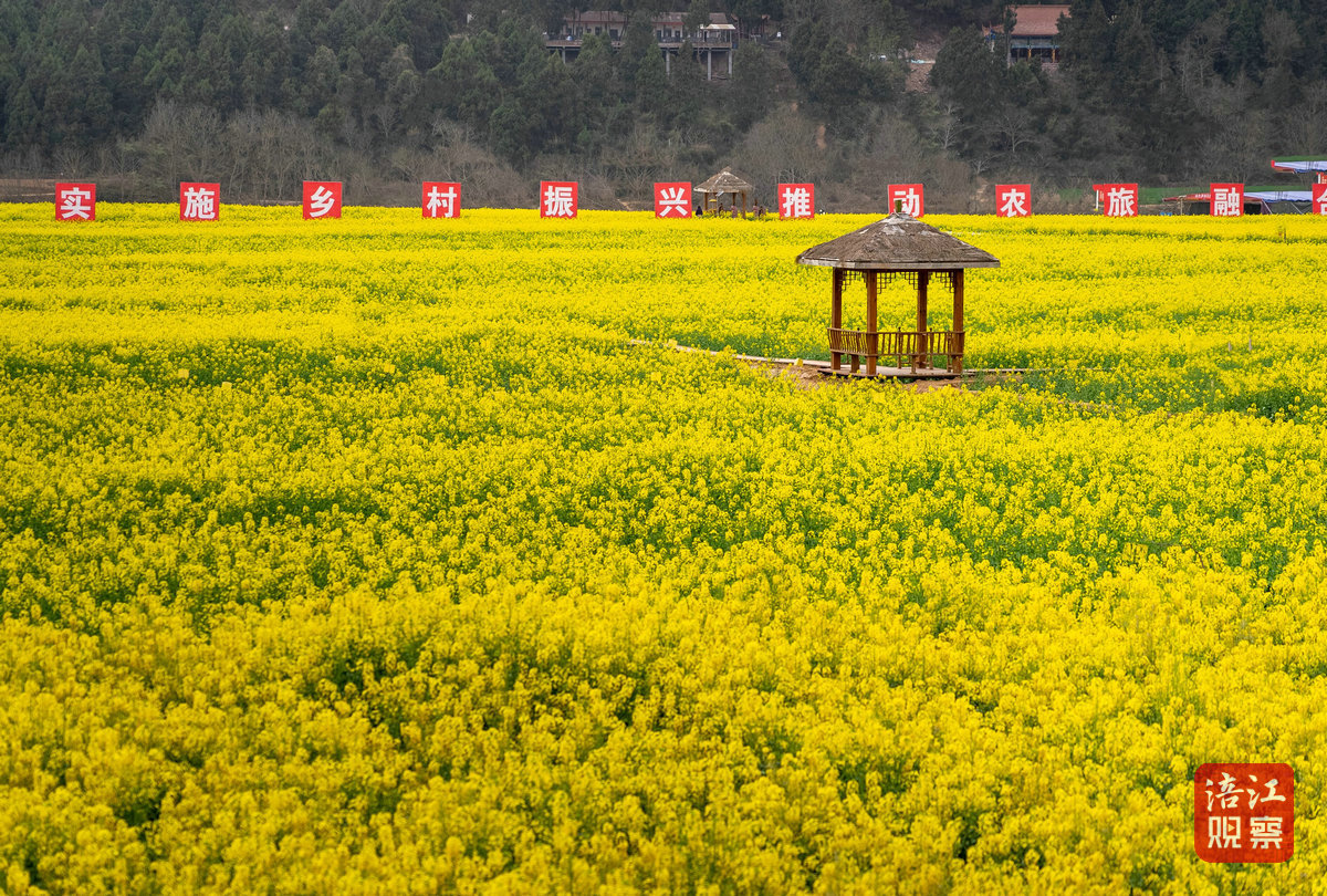 瑪瑙鴨鶴巖油菜花節(jié) 2_1.jpg